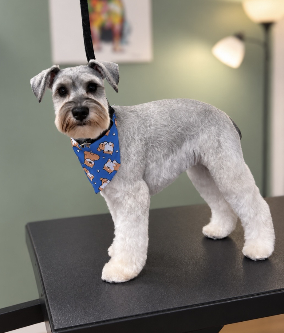 Brown and white dog standing on a grooming table