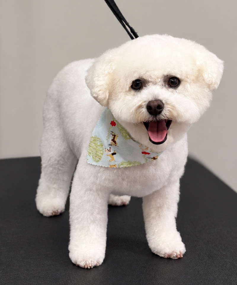 White dog wearing a bandana on a grooming table