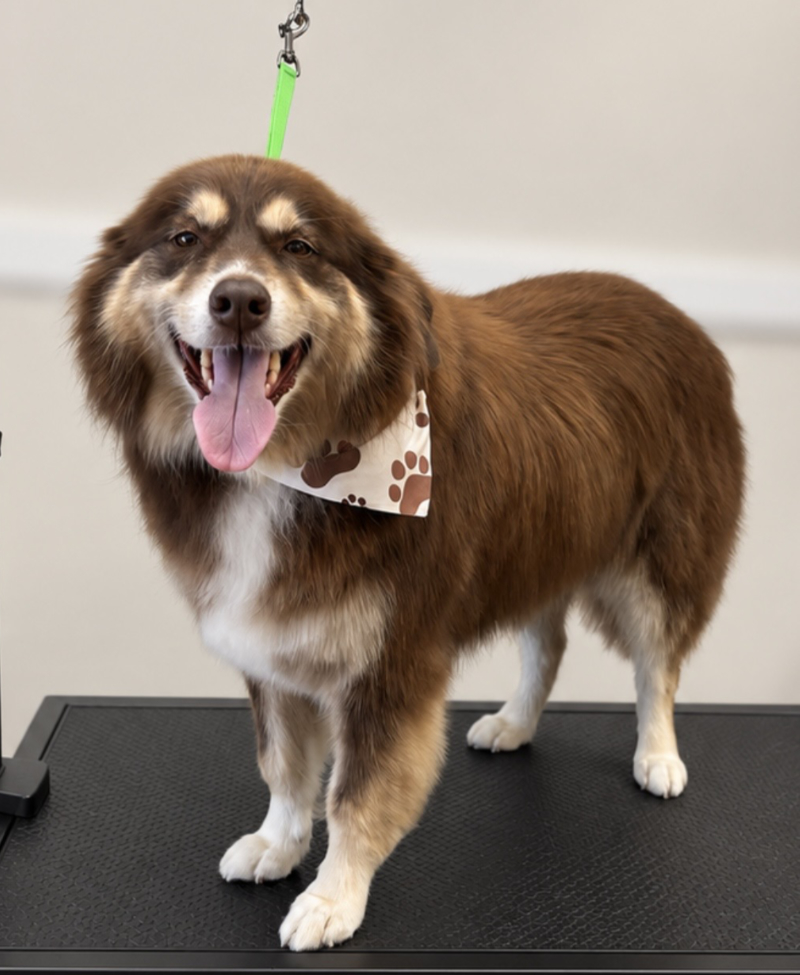 Black and white dog wearing a bandana on a grooming table