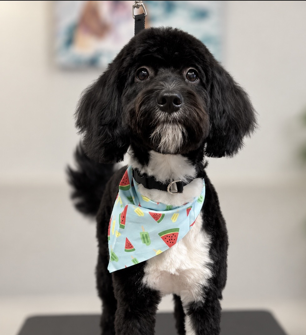 Gray schnauzer standing on a grooming table